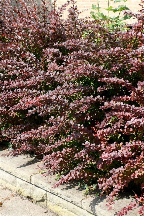 Blutberberitze Rote Berberitze Berberis Thunbergii Atropurpurea 60 80