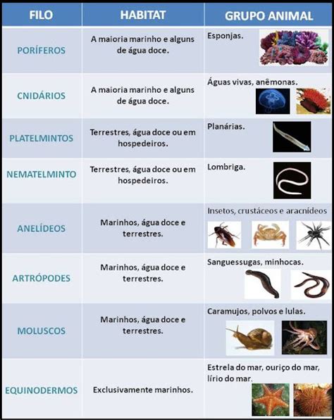 Animais Invertebrados