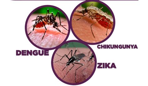 El Riesgo Del Dengue Chikungu A Y Zika Aumenta Con Las Lluvias