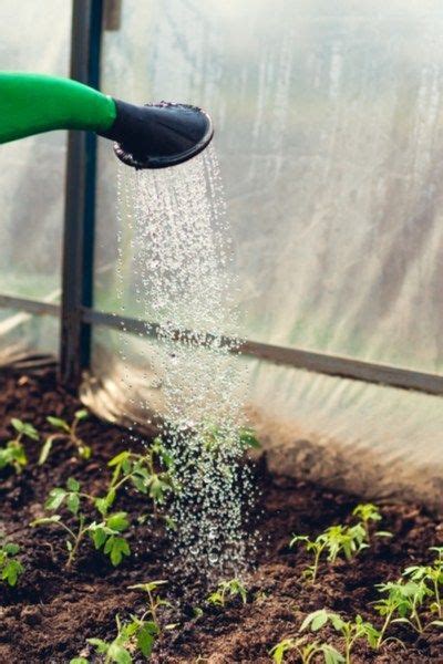 The 2 Most Common Mistakes Made When Watering The Garden Water Garden