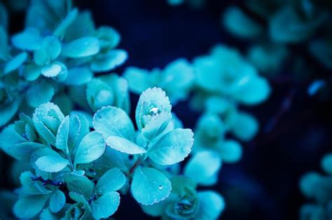 Premium Photo Morning Dew On The Bush