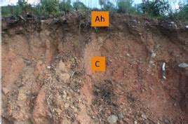 Soil Classification Flashcards Quizlet