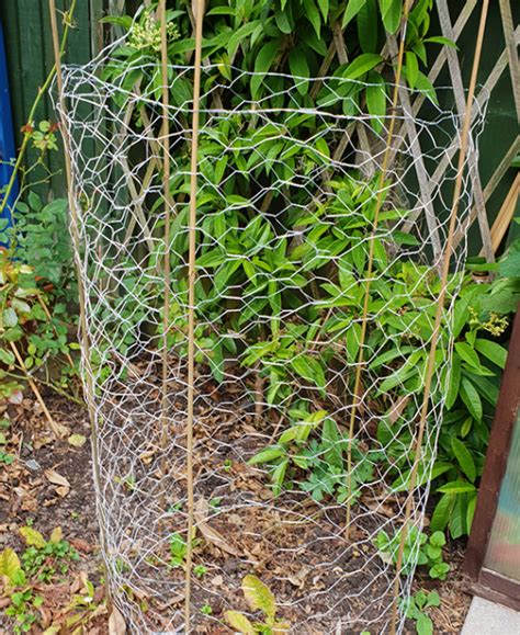 How To Make Tomato Cages From Chicken Wire Wire Fence