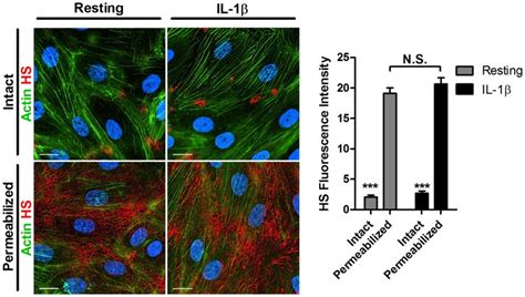 Immunostaining for HS (red), actin (green) and nuclei (blue) of resting ... 