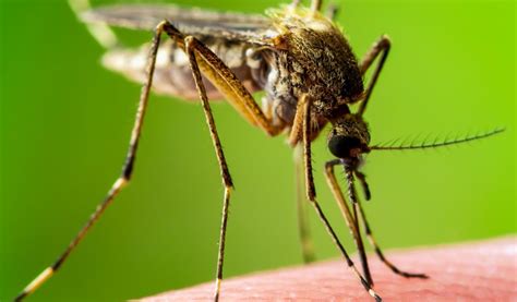 New Disease-Carrying Mosquito Species in Florida