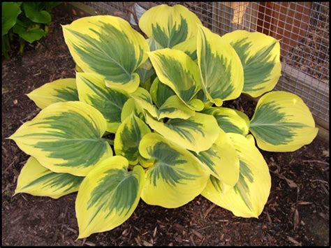 Liberty Hosta Hinsdale Nurseries Welcome To Hinsdale Nurseries