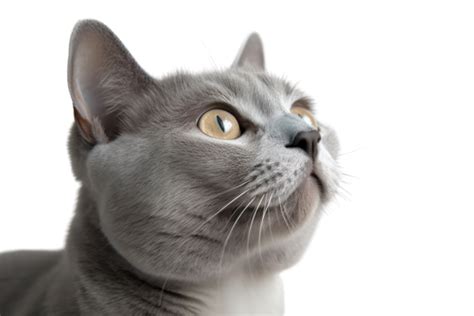 Gray Cat Pngs For Free Download