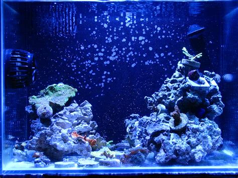 Tinola S 10 Gallon SPS Dominated All In One Nano Reef Journals Nano