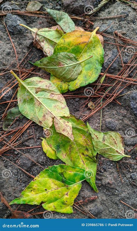 Foto De Folhas Secas Que Ficaram Amarelas Sobre Areia E Pedras Tiradas