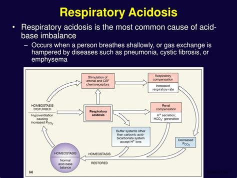 Ppt Fluid Electrolyte And Acid Base Balance Powerpoint Presentation 85492 Hot Sex Picture