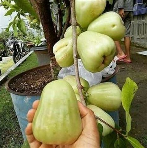 Jual Bibit Jambu Air Madu Deli Hijau Okulasi Rasa Buah Manis Tebal