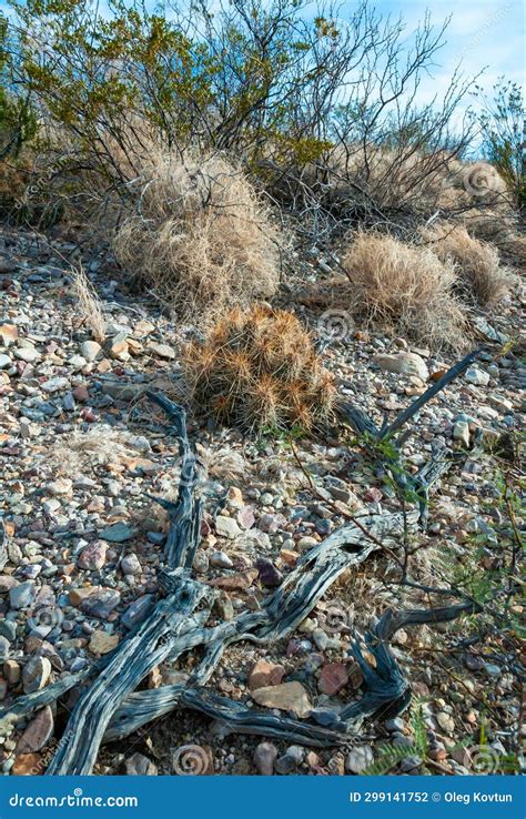 Desert Landscape Strawberry Hedgehog Cactus Echinocereus Stramineus