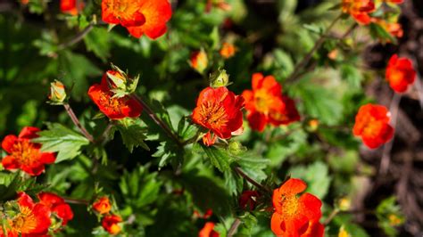 How To Plant Grow And Care For Geum Flowers