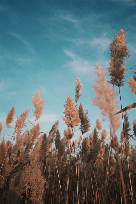 Какую траву лучше посеять для сенокоса