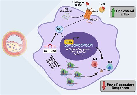 Mir Exerts Translational Control Of Proatherogenic Genes In