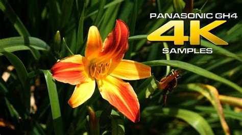 Panasonic GH4 4K Video Samples - YouTube