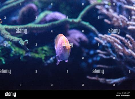 Sunburst Anthias Fish Serranocirrhitus Latus Also Called Hawkfish