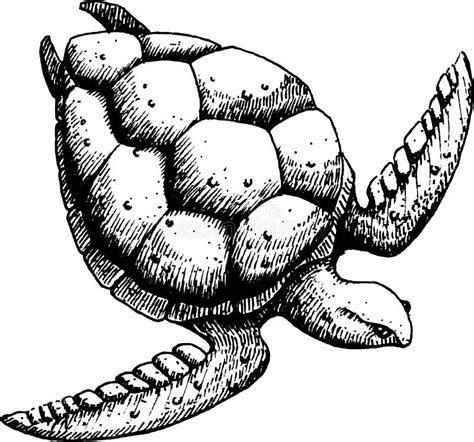 Sea Turtle Sketch Stock Illustrations 5 361 Sea Turtle Sketch Stock