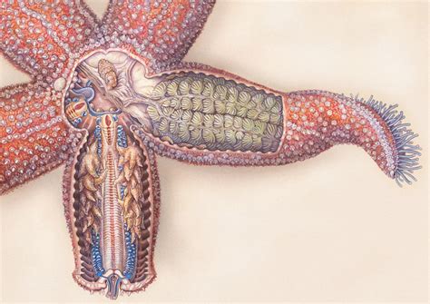 Starfish Anatomy Anatomical Charts Posters