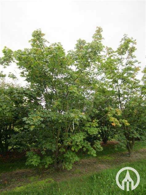 Acer Pseudoplatanus Gewone Esdoorn Meerstam Boomkwekerijen M Van