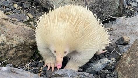 Raffie the albino echidna has been spotted : r/australia