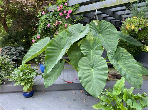 11 Colocasia Varieties - Add a Tropical Touch to Your Garden