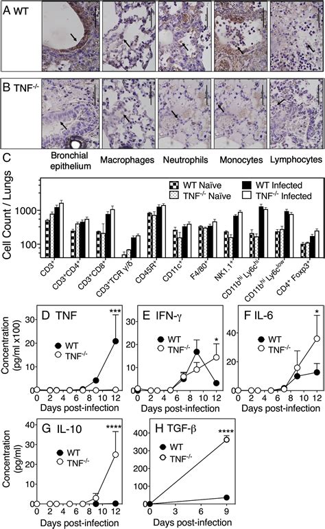 Tnf Deficiency Dysregulates Inflammatory Cytokine Production Leading