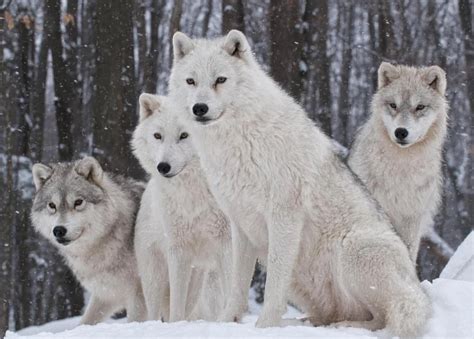 Tundra Wolf | Zoo Builder Wiki | Fandom