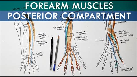 Posterior Extensor Compartment Of Forearm Anatomy Tutorial Youtube