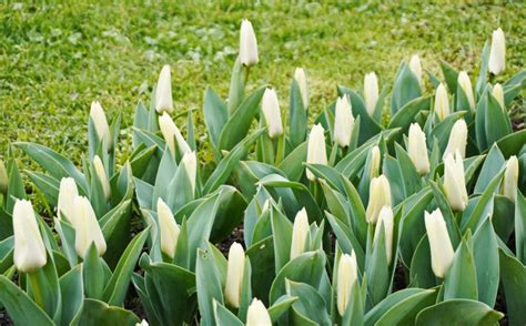 Ziua De Cluj A Venit Prim Vara Feerie N Gr Dina Botanic Din Cluj