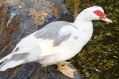 Lavender Muscovy Duck Muscovy Duck Chickens Backyard Duck