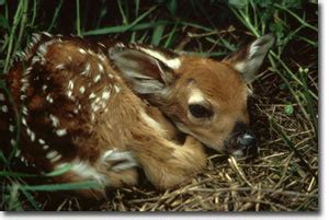 Deer Fawn Facts