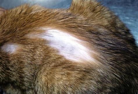 Bald Patches On Cat Treatment