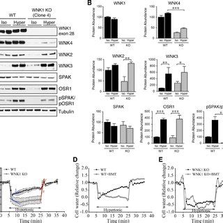 Effect Of Hyperosmotic Stress On WNK SPAK OSR1 Pathway Expression And