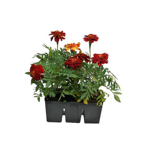 Super Six Marigold Dwarf Pack Of 6 Red Yellow Mitre10