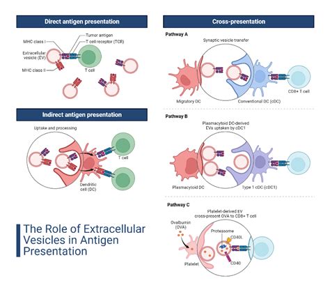 The Role Of Extracellular Vesicles In Antigen Presentation Biorender Science Templates