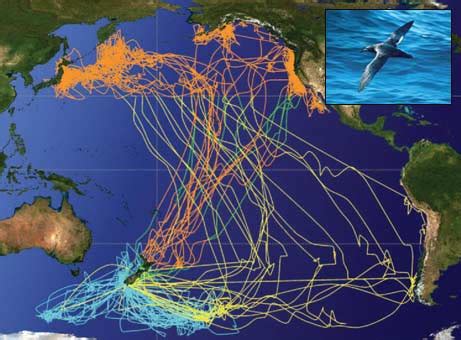 Migration route - Sooty Shearwater