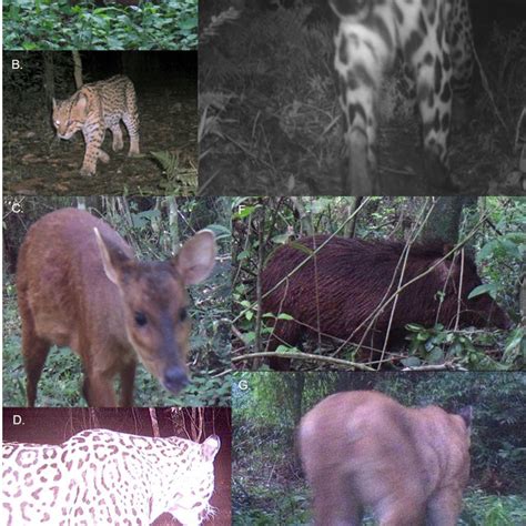 Pdf Inventario De Biodiversidad Del Monumento Natural Isla Palacio