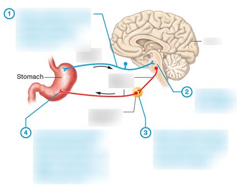 Ans Autonomic Nervous System Diagram Quizlet