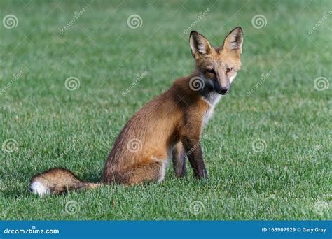 Colorado Wildlife Red Fox Sitting On A Field Of Green Grass Stock