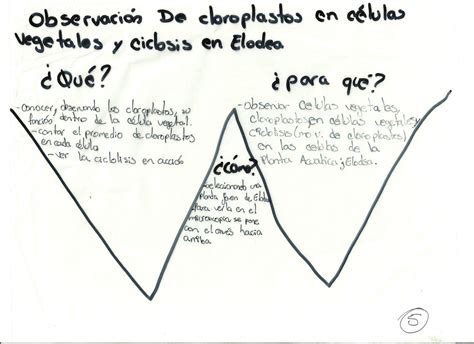 Cuaderno Electr Nico Biolog A Iii Observacion De Cloroplastos En