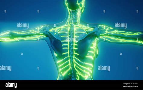 Blood Vessels Of Human Body Stock Photo Alamy