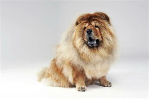 Chow Chow Dog Stock Photos, Images and Backgrounds for Free Download