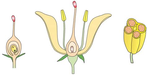 Parts Of A Flower Reproduction In Plants Diagram Quizlet