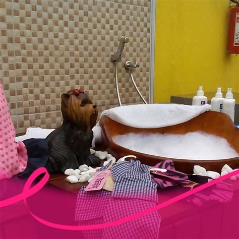 Banho E Tosa Em Mogi Das Cruzes - Segcom Banho e Tosa | Mogi das Cruzes SP