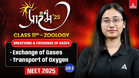 Breathing And Exchange Of Gases Class Neet All Concept And