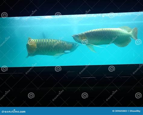 A Pair Of Super Red Arowana Fish In The Aquarium Bandung West Java