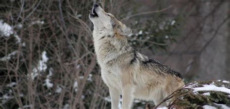 Understanding Wolves Dispersal My Oregon News