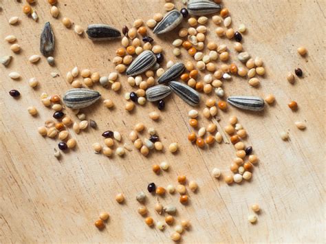 A Guide To Bird Seed And Other Foods—plus Which Species Each Will