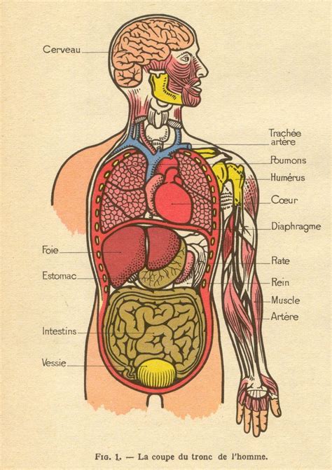 Les Organes Du Corps Humain Recherche Google Organes Du Corps